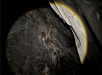 New cave discovered in Quang Tri's primary forest